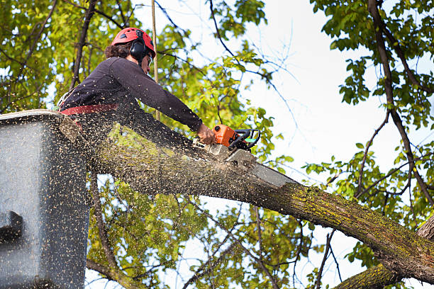 How Our Tree Care Process Works  in Marion, AL